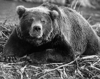 ��� ������ �������