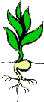 Veggies