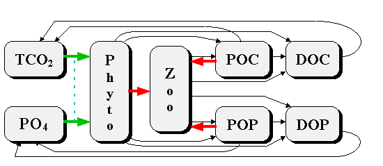 Scheme of transformation of phyto-, zooplankton and P, N, O, C compounds