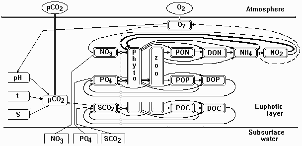 Scheme of transformation of phyto-, zooplankton and P, N, O, C compounds