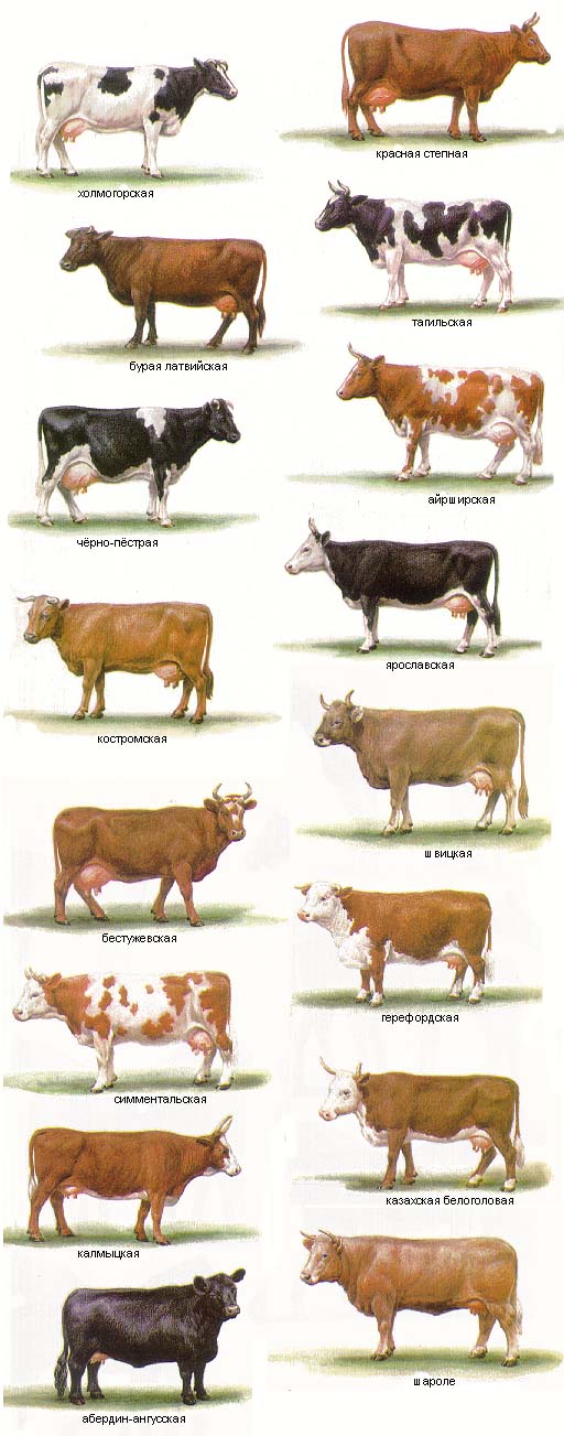 Швицкая порода коров: характеристика