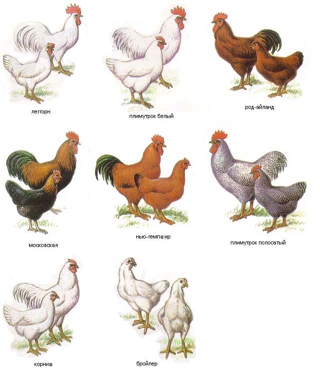 разновидности кур