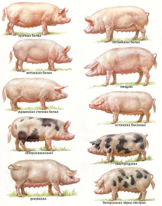 Какие породы свиней разводят в Ленинградской области?