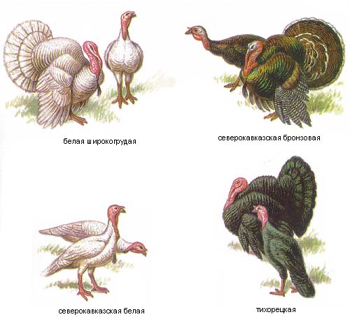 http://www.fadr.msu.ru/rin/breeds/turkey/Image75.jpg